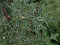 Echinops sphaerocephalus