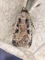 Eueretagrotis sigmoides