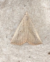 Macrochilo louisiana