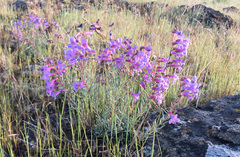 Penstemon gairdneri