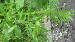 Erigeron canadensis