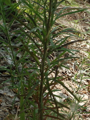 Linaria vulgaris