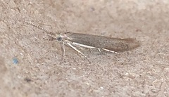 Coleophora mayrella