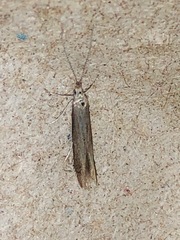 Coleophora mayrella