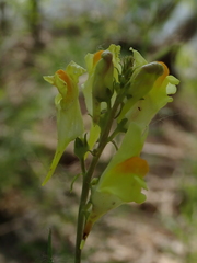 Linaria vulgaris
