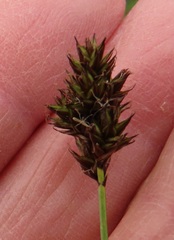 Carex microptera