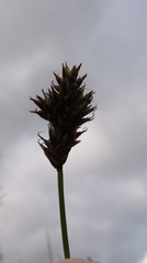 Carex microptera