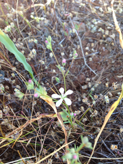 Hesperolinon congestum