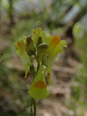 Linaria vulgaris