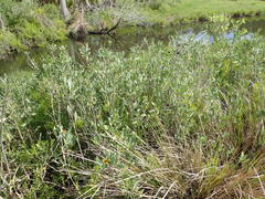 Borrichia frutescens image