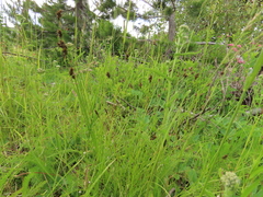 Carex microptera