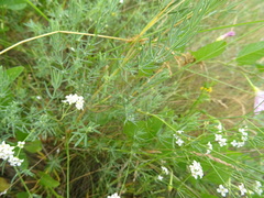 Galium octonarium