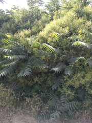 Ailanthus altissima