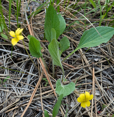 Viola nuttallii