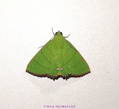 Eulepidotis viridissima