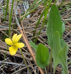 Viola nuttallii
