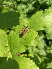 Rhynocoris rubricus