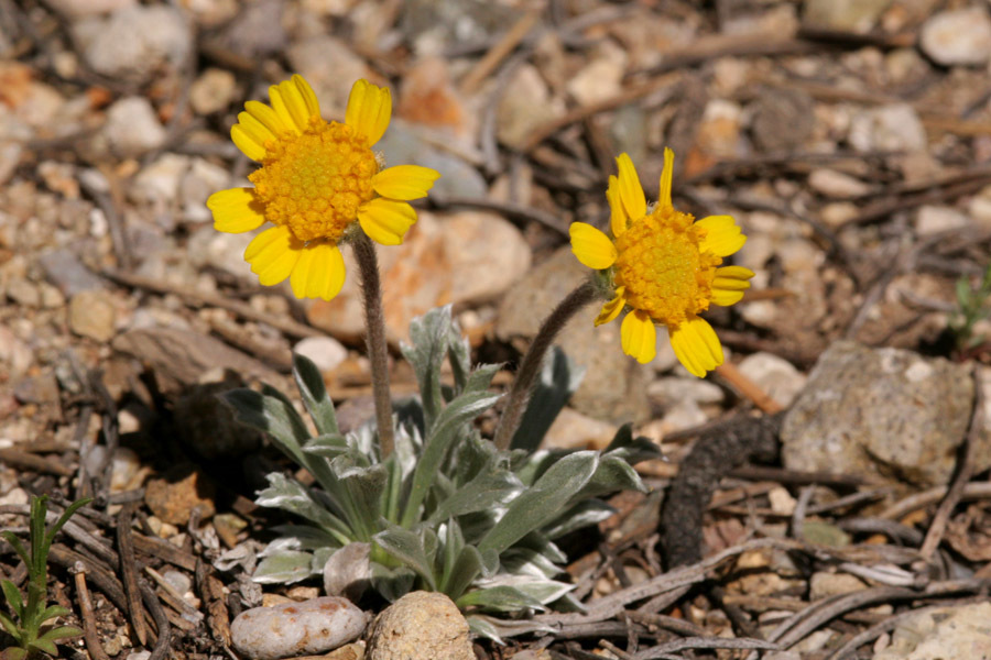 Tetraneuris argentea