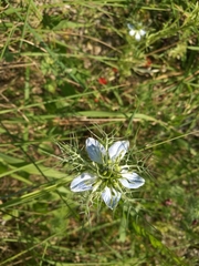 Nigella