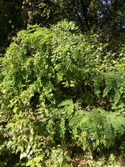 Robinia pseudoacacia