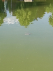 Trachemys scripta