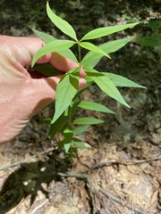 Lysimachia quadrifolia