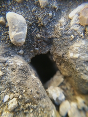 Formica cunicularia