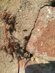 Camponotus lateralis