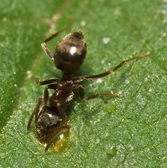 Lasius