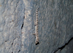 Mediodactylus heterocercus