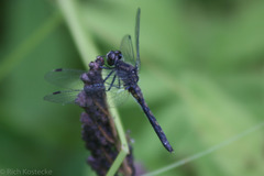 Leucorrhinia frigida