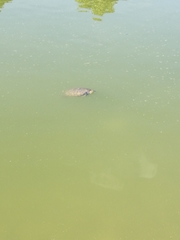 Trachemys scripta