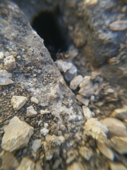 Formica cunicularia