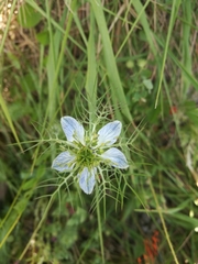 Nigella