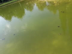 Trachemys scripta