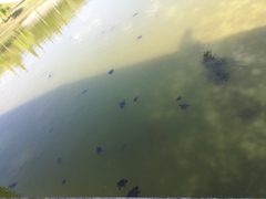 Trachemys scripta