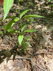 Lysimachia quadrifolia