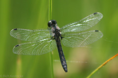 Leucorrhinia frigida