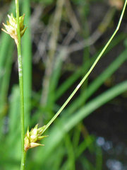 Carex remota