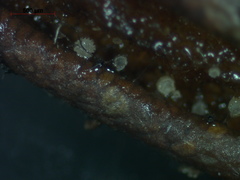 Fuscolachnum