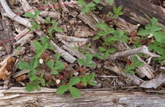 Fragaria cascadensis