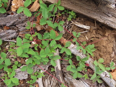 Fragaria cascadensis