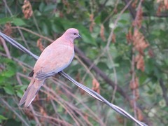 Streptopelia senegalensis