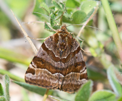 Rusvasis dobilinukas nuotrauka