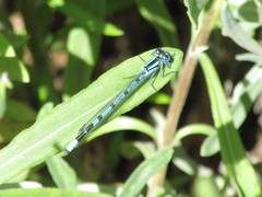 Enallagma cyathigerum