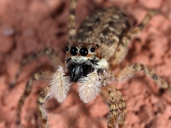 Menemerus semilimbatus