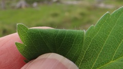 Fragaria cascadensis