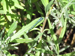 Enallagma cyathigerum