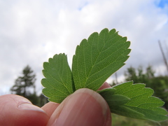 Fragaria cascadensis