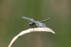 Leucorrhinia frigida